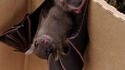 Batjunior