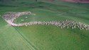 La mécanique des fluides appliquée aux moutons