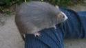 Fatatouille