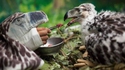 Nourrir un oiseau sauvage en évitant l'accoutumance à l'homme