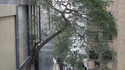 Un arbre en ville