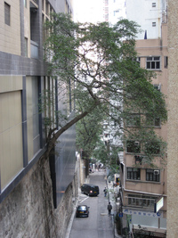 Un arbre en ville