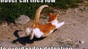 Les chats volent bas