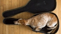 Étui qui a du chien