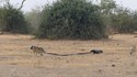 La loi de la jungle