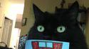 Comment rendre son chat heureux