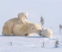 Maman ourse et ses deux petits
