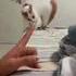 wingardum le vieux chat !