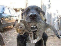 Bon chien çà !