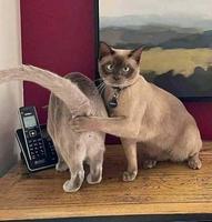 Non, mais dites donc vous ! Préservez l'intimité de mon épouse SVP !