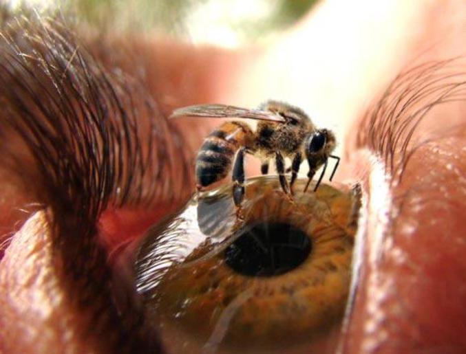 Une abeille est perchée à un endroit pas ordinaire