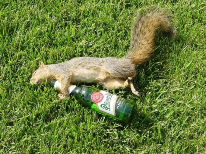 Les écureuils, ça tient pas la bière.