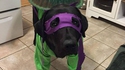 Dogatello