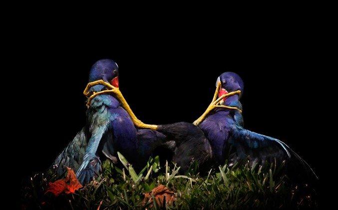 Image tirée d'un concours annuel de photographie de la Société nationale d'Audubon. Ici, deux talèces violacées en plain combat.

https://www.audubon.org/magazine/may-june-2015/2015-audubon-photography-awards-top-100