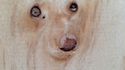 Un chien dans une planche
