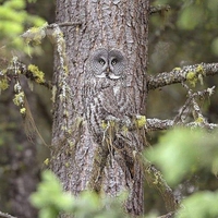 De nouveau, un oiseau se confond avec l'arrière-plan