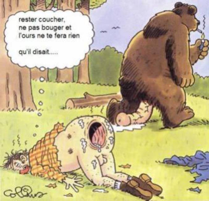 Que faire face à un ours ? Faire le mort ?