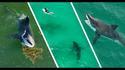 Des requins blancs filmés par un drone