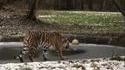 Les tigres, ces seigneurs de la jungle