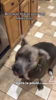Soigner son chien 