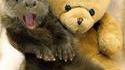 Loutre manucurée
