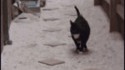 Un chat avec un TOC ?