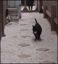 Un chat avec un TOC ?