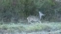 Néo le cerf