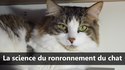 La science du ronronnement du chat - Scilabus