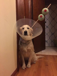 Martini dog