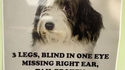 Affiche pour retrouver un chien perdu: L.U.C.K.Y.!!!!