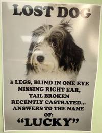 Affiche pour retrouver un chien perdu: L.U.C.K.Y.!!!!