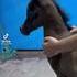 Hippocampe 