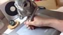 Dessiner avec un hibou
