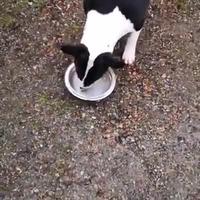 Surströmming vs chien
