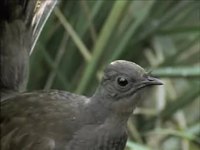 Le ménure superbe, cet imitateur hors-pair