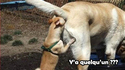 Jeu du DTC chez les chiens