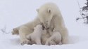 Maman ourse et ses petits