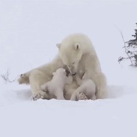 Maman ourse et ses petits