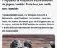 Le gang des pigeons as encore frapé
