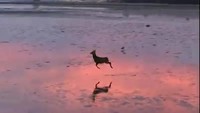Oh deer.