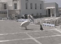 Pélican vs chat