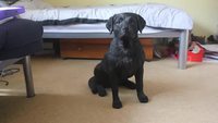 Chien obéissant
