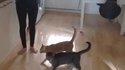 Saut de chat