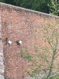 Balèze les chèvres 