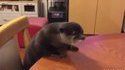 Loutre en rogne