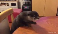 Loutre en rogne