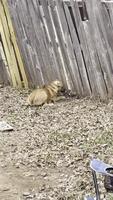 Un chien, un canard