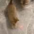 Spidercat