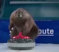 Rodentia Curlingus
